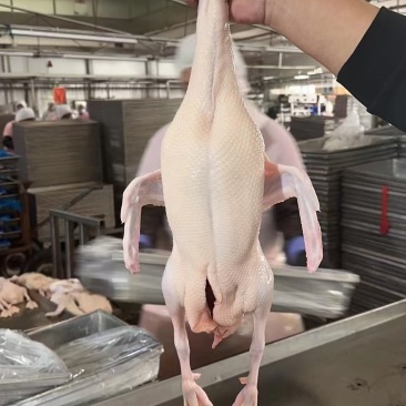 雁鹅，白条鹅，白条鸭。网红产品，厂家直销