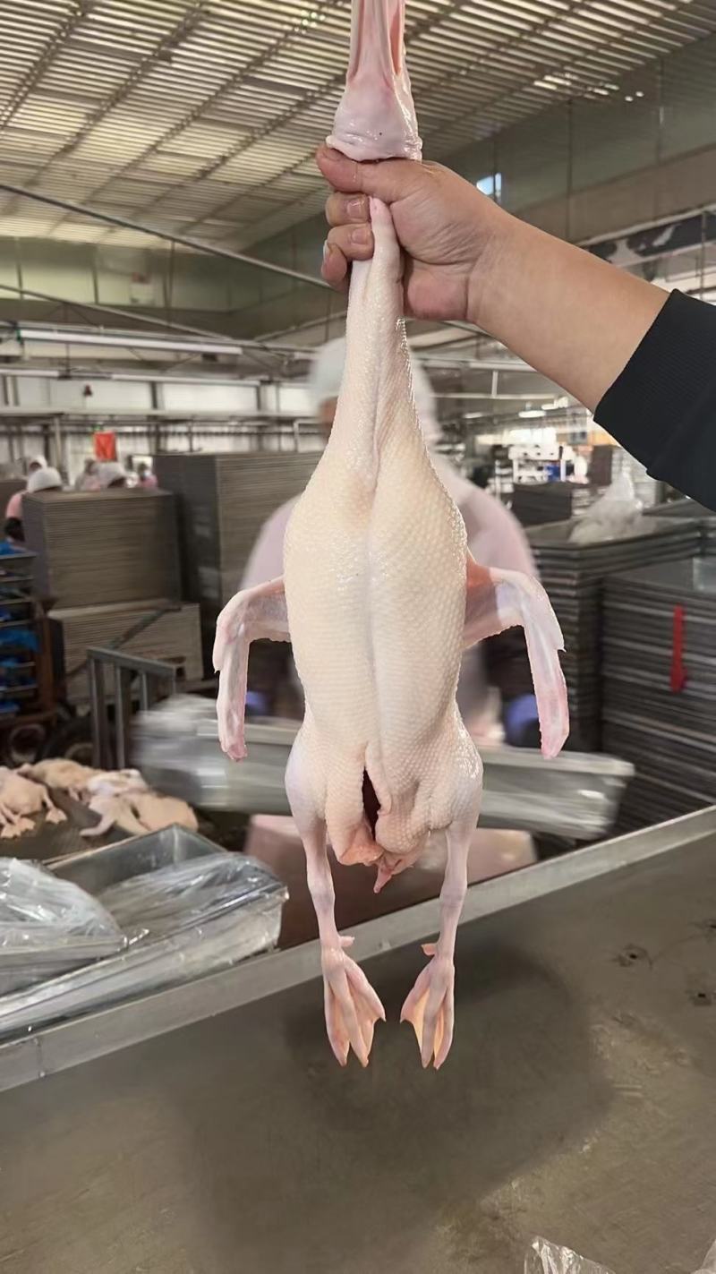 雁鹅，白条鹅，白条鸭。网红产品，厂家直销