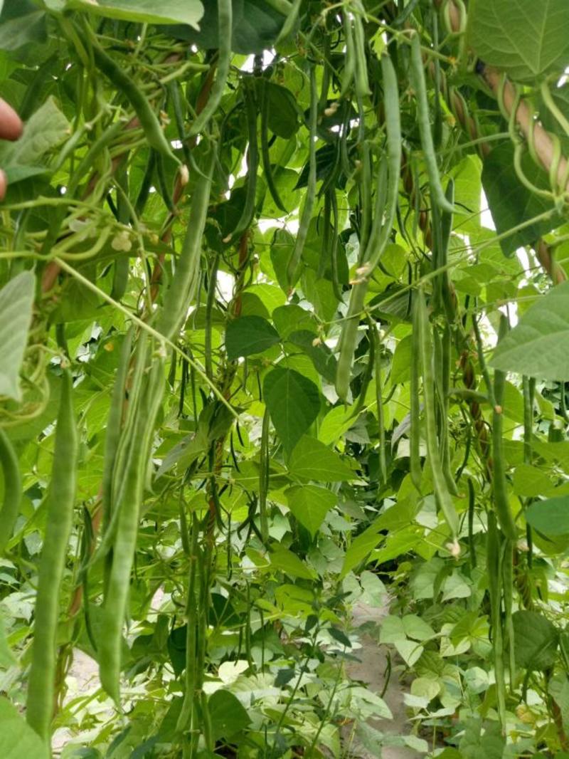 绿条高产王中王架豆