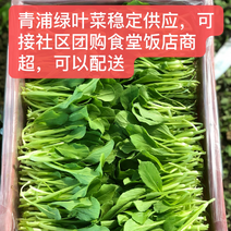 青浦千亩绿叶菜供应基地品种齐全不限量供应