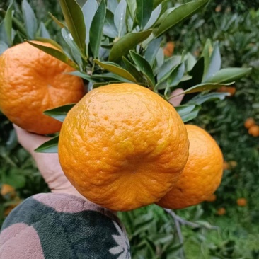 优质碰柑，大量上市货源充足，颜色火红，味道甜