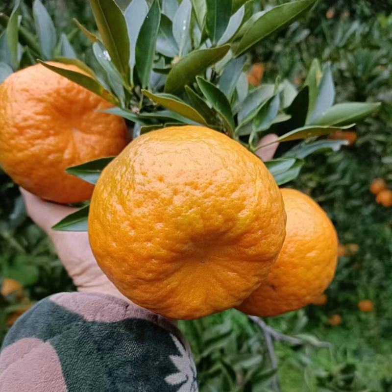 优质碰柑，大量上市货源充足，颜色火红，味道甜