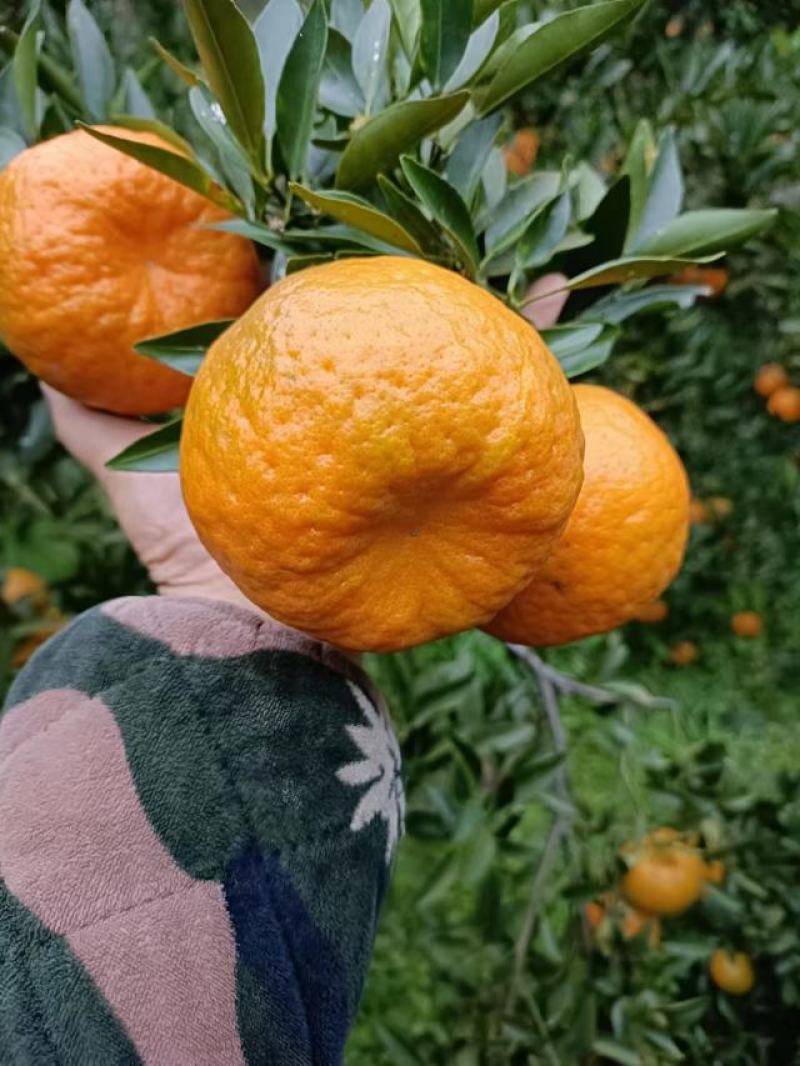 优质碰柑，大量上市货源充足，颜色火红，味道甜