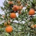 优质碰柑，大量上市货源充足，颜色火红，味道甜