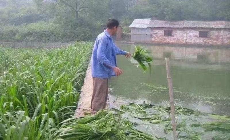 进口苏丹草草籽高丹草种四季猪牛羊种子牧草喂鱼养殖再生鱼草