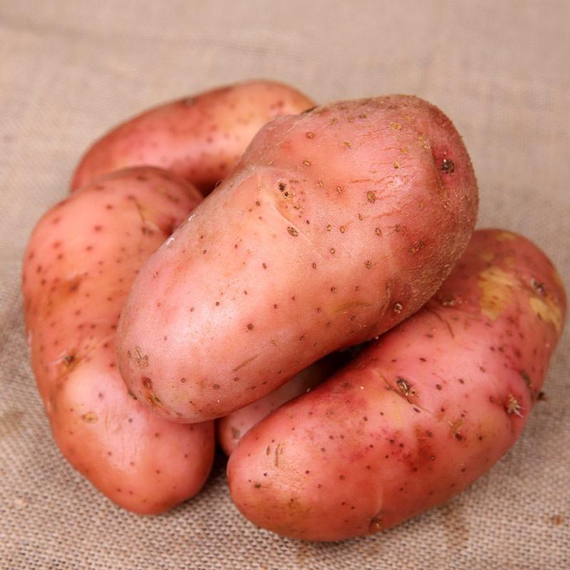 内蒙古雪川红土豆产地一手货源全国发货对接市场商超