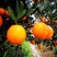 【基地直发【】爱媛一万斤出售，现摘现卖，快来吧！