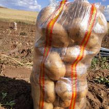 内蒙古黄心希森土豆产地一手货源全国发货