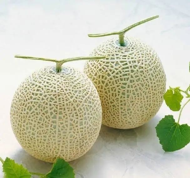 青龙蜜网纹瓜整体外观特写