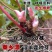 淫羊藿种子秦岭野生淫羊藿种苗淫羊藿根茎阳合叶三枝九叶