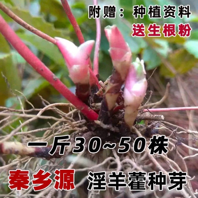 淫羊藿种子秦岭野生淫羊藿种苗淫羊藿根茎阳合叶三枝九叶