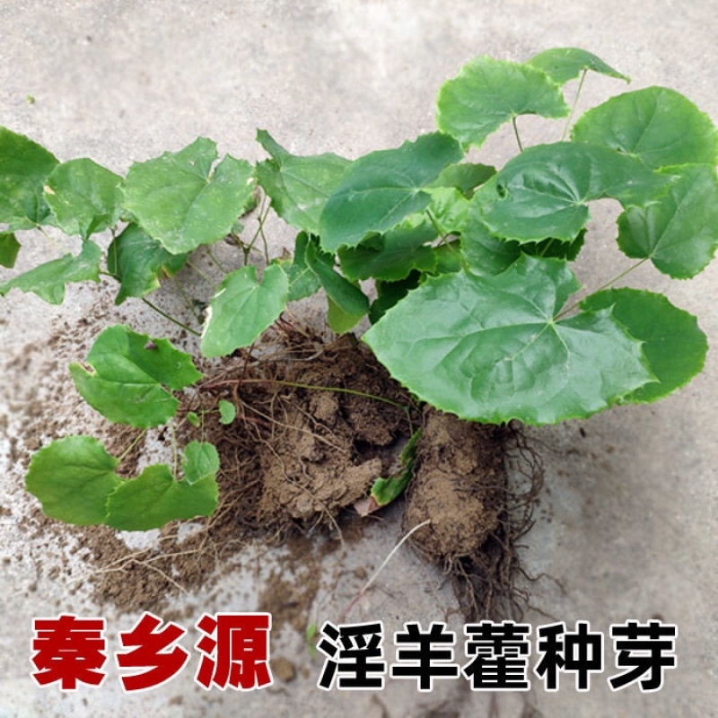 淫羊藿种子秦岭野生淫羊藿种苗淫羊藿根茎阳合叶三枝九叶