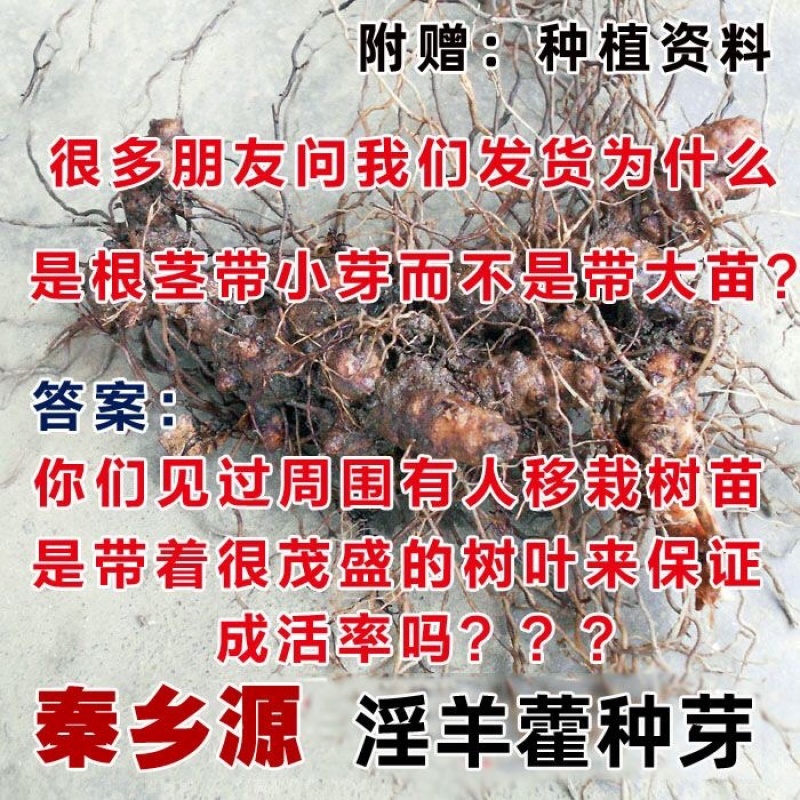 淫羊藿种子秦岭野生淫羊藿种苗淫羊藿根茎阳合叶三枝九叶
