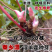 淫羊藿种子秦岭野生淫羊藿种苗淫羊藿根茎阳合叶三枝九叶