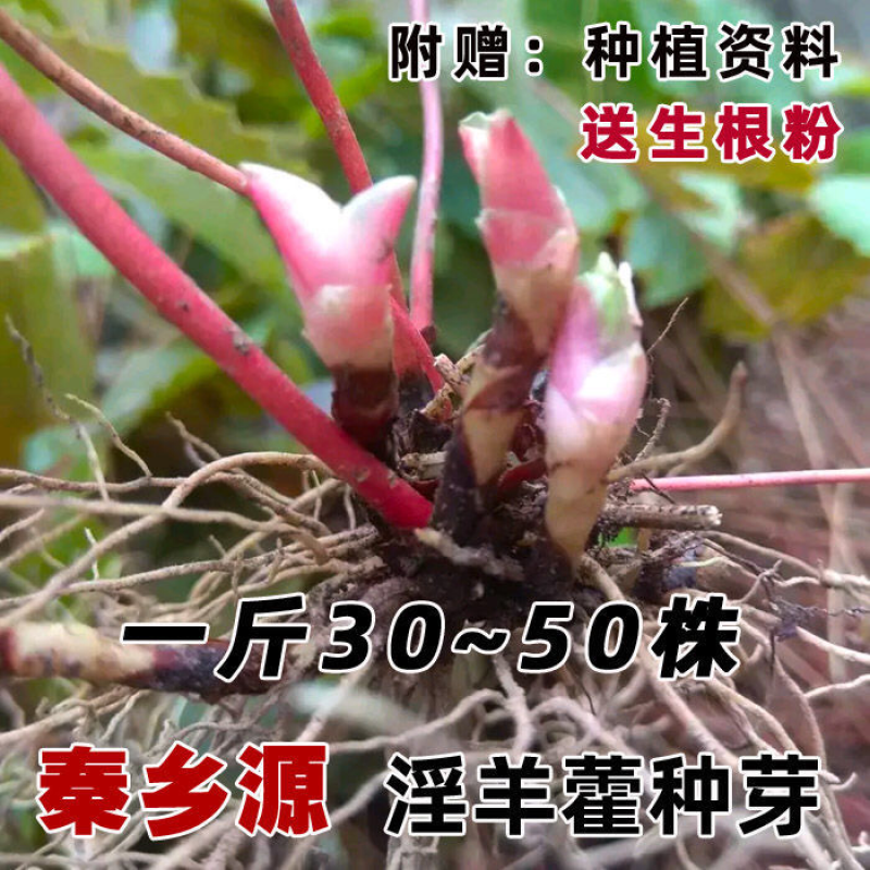 淫羊藿种子秦岭野生淫羊藿种苗淫羊藿根茎阳合叶三枝九叶