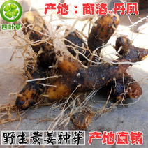 黄姜黄姜种子盾叶薯蓣黄姜种芽火藤根火头根500g为一件