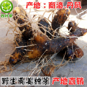 黄姜黄姜种子盾叶薯蓣黄姜种芽火藤根火头根500g为一件