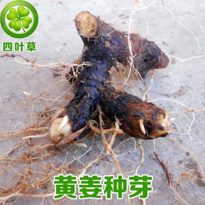 黄姜黄姜种子盾叶薯蓣黄姜种芽火藤根火头根500g为一件