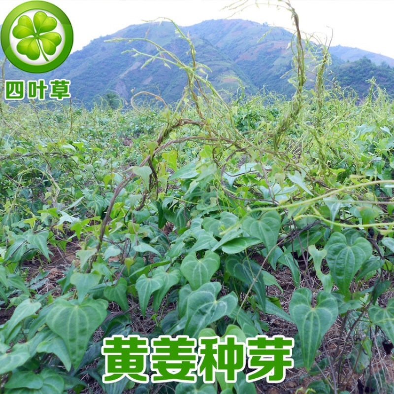 黄姜黄姜种子盾叶薯蓣黄姜种芽火藤根火头根500g为一件