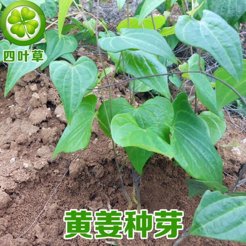 黄姜黄姜种子盾叶薯蓣黄姜种芽火藤根火头根500g为一件