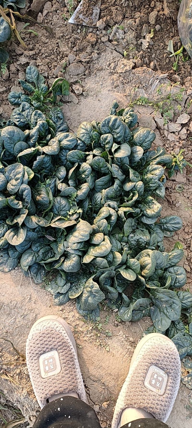 大叶菠菜
