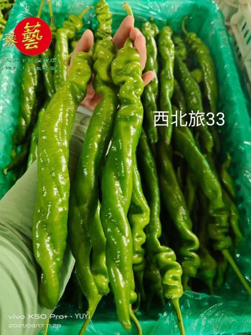 西北旅33螺丝椒种子长果型早熟结果能力多长35厘米椒形好