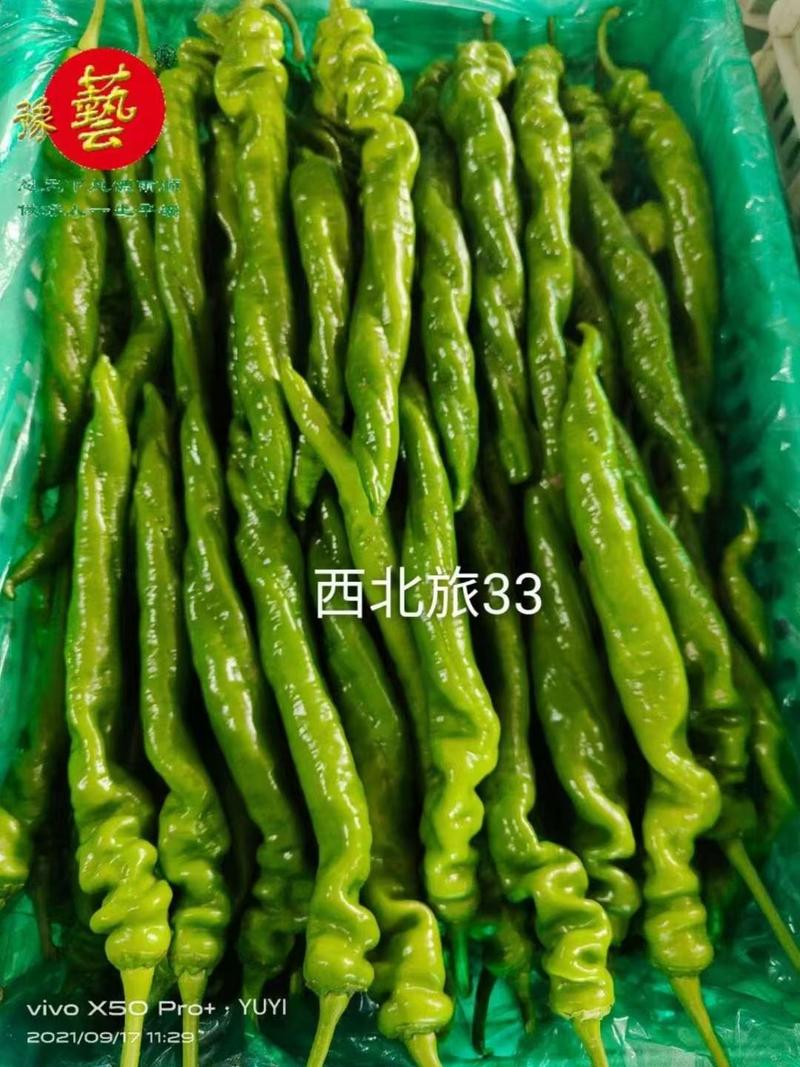 西北旅33螺丝椒种子长果型早熟结果能力多长35厘米椒形好