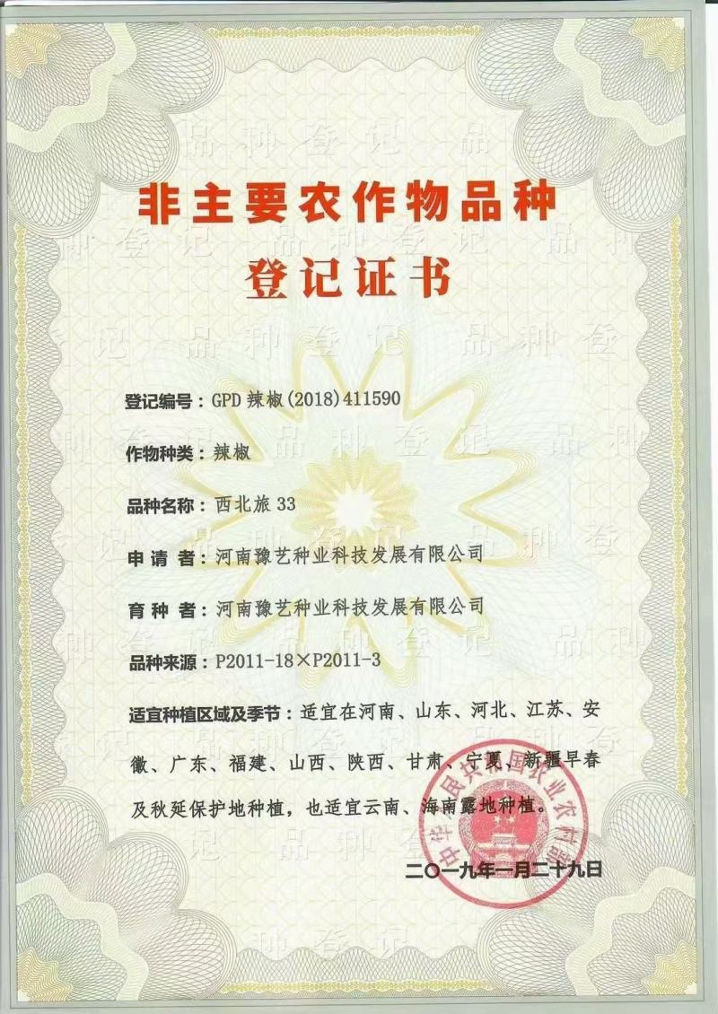 西北旅33螺丝椒种子长果型早熟结果能力多长35厘米椒形好