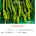 西北旅33螺丝椒种子长果型早熟结果能力多长35厘米椒形好