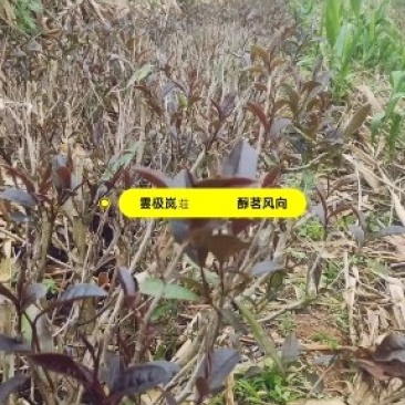 雲极岚荘生态茶园欢迎下单、欢迎品鉴