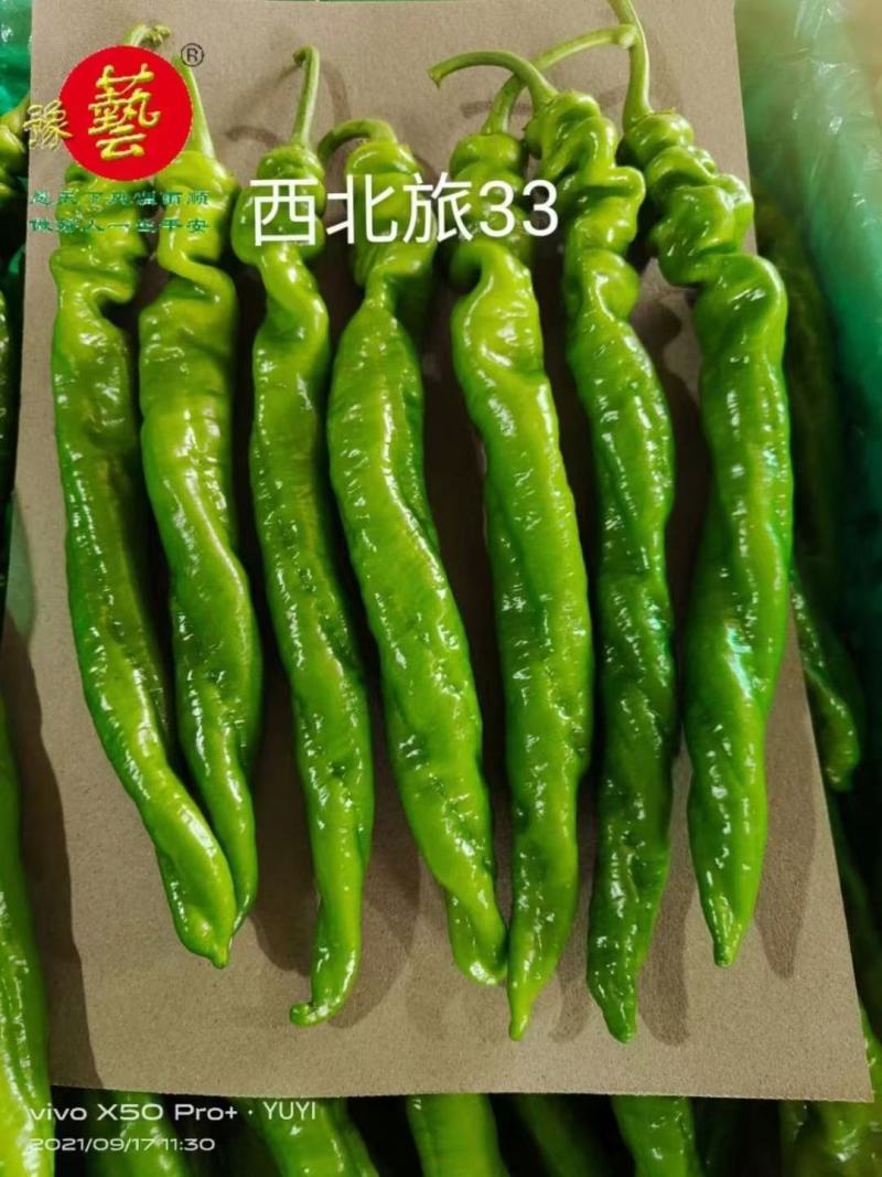 西北旅33螺丝椒种子长果型早熟结果能力多长35厘米椒形好