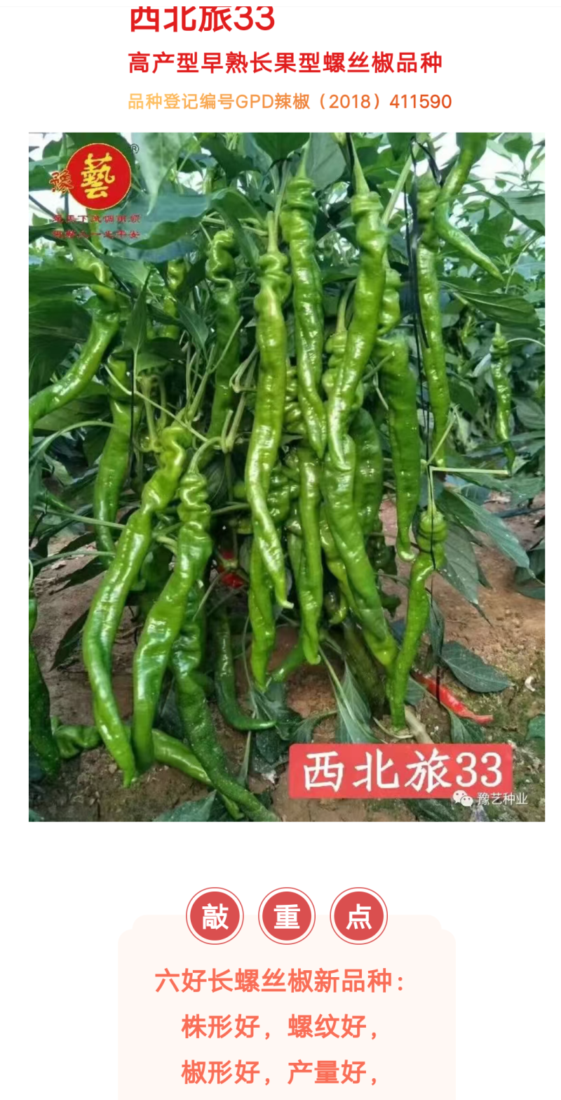 西北旅33螺丝椒种子长果型早熟结果能力多长35厘米椒形好