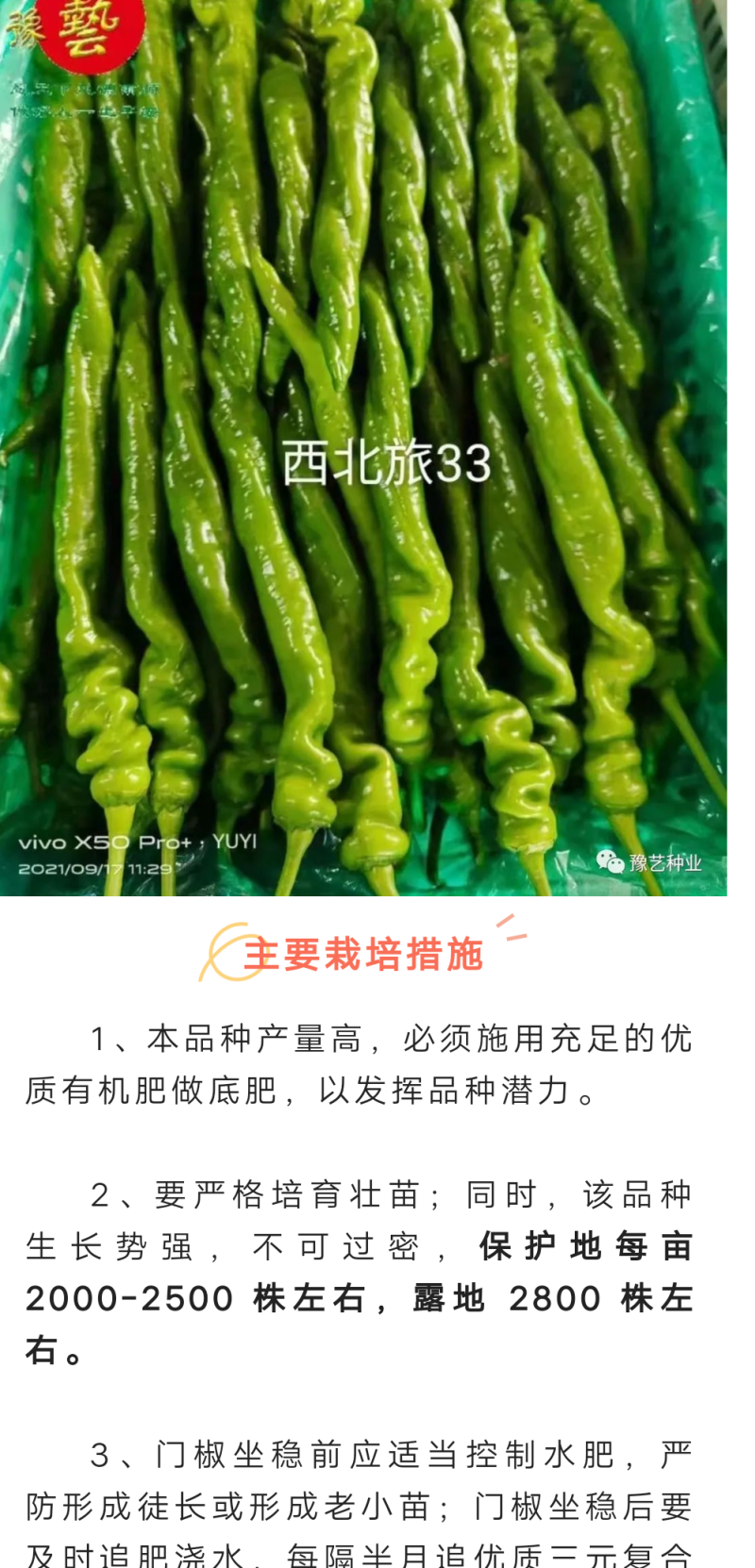西北旅33螺丝椒种子长果型早熟结果能力多长35厘米椒形好