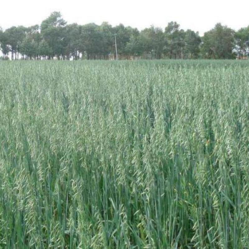 饲用燕麦种子养殖牧草耐寒种籽进口高产鱼饲料草籽绿肥牛羊草