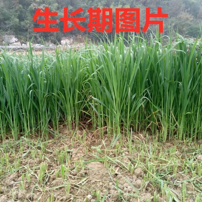 饲用燕麦种子养殖牧草耐寒种籽进口高产鱼饲料草籽绿肥牛羊草