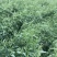 饲用燕麦种子养殖牧草耐寒种籽进口高产鱼饲料草籽绿肥牛羊草