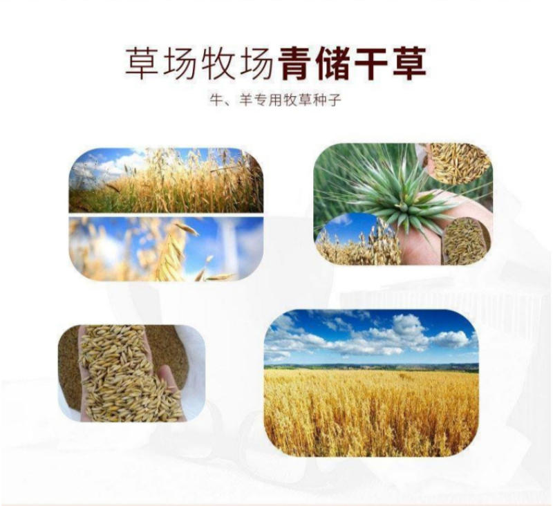 饲用燕麦种子养殖牧草耐寒种籽进口高产鱼饲料草籽绿肥牛羊草