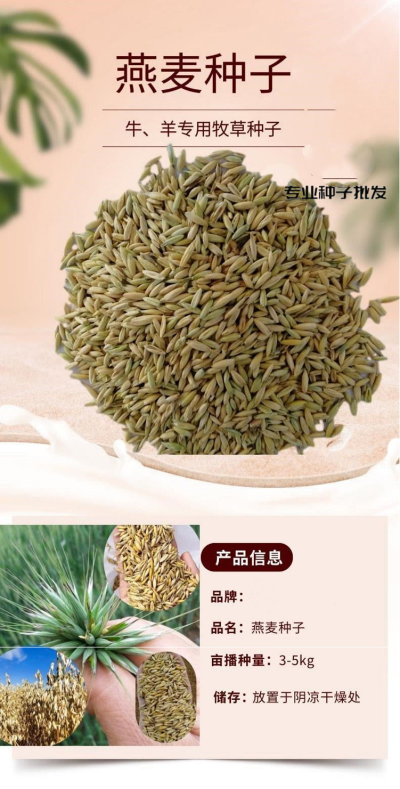 饲用燕麦种子养殖牧草耐寒种籽进口高产鱼饲料草籽绿肥牛羊草