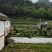 贵州山上白芨