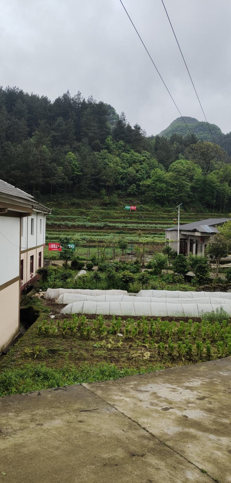贵州山上白芨
