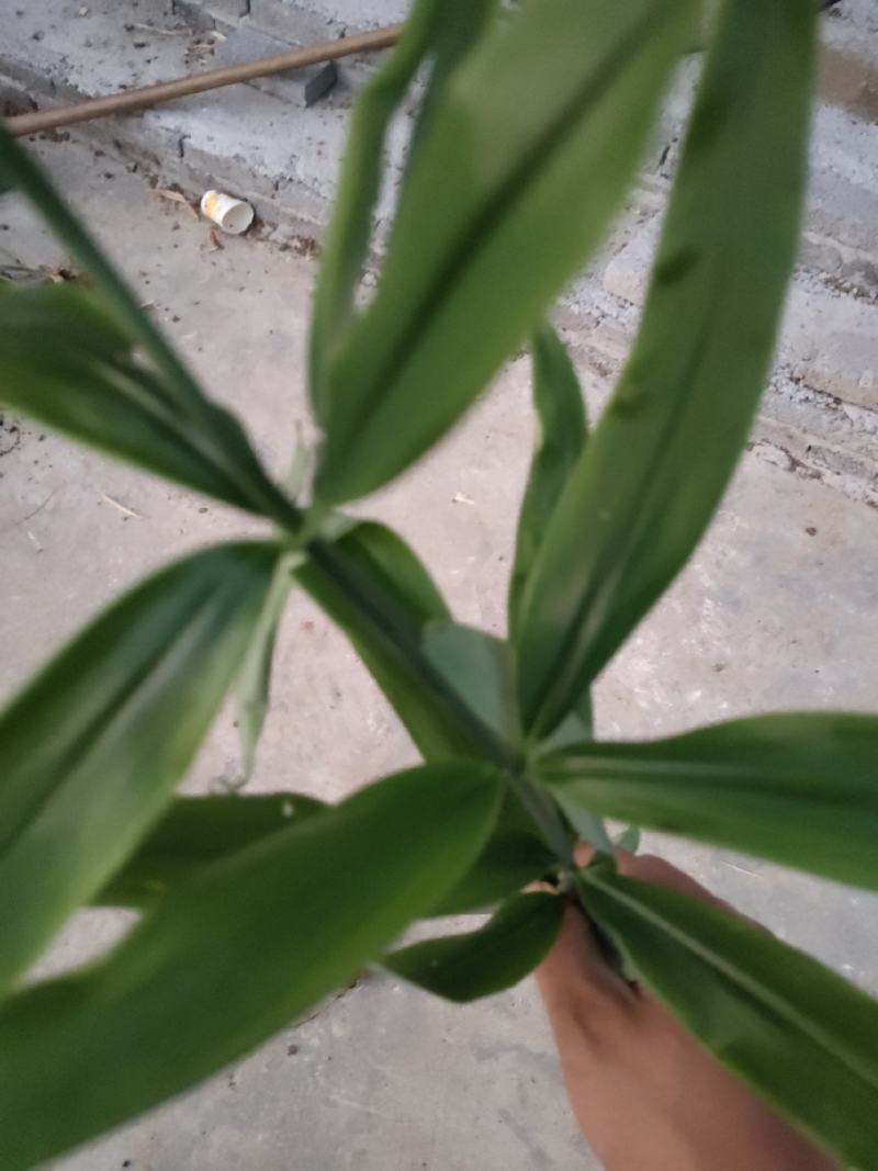 贵州山上白芨