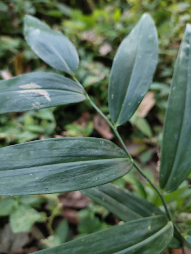 贵州山上白芨