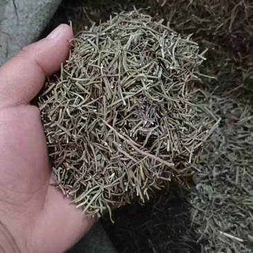 迷迭香干叶