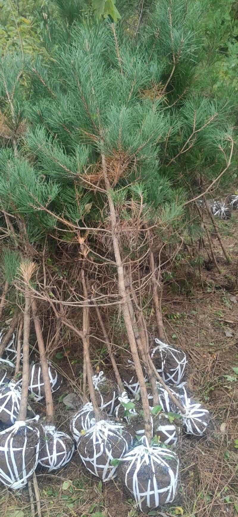 华山松占地苗，华山松大田苗，华山松土球苗