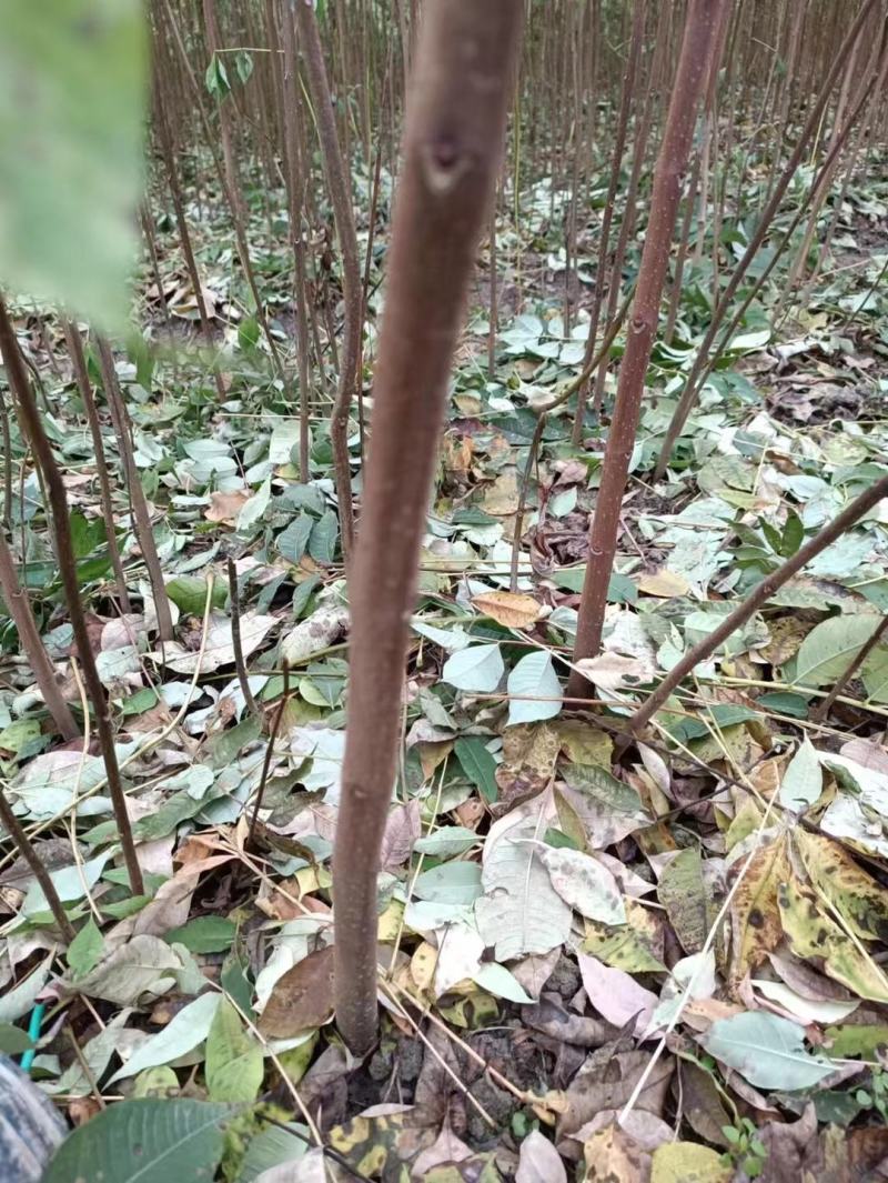 黄柏苗