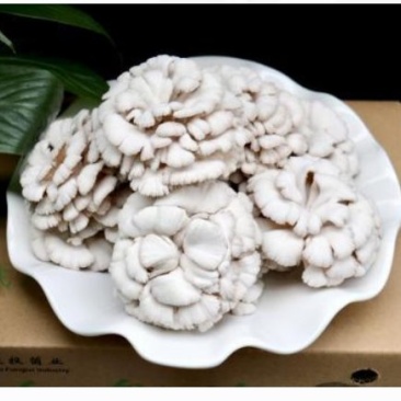 贵州白参菌量大