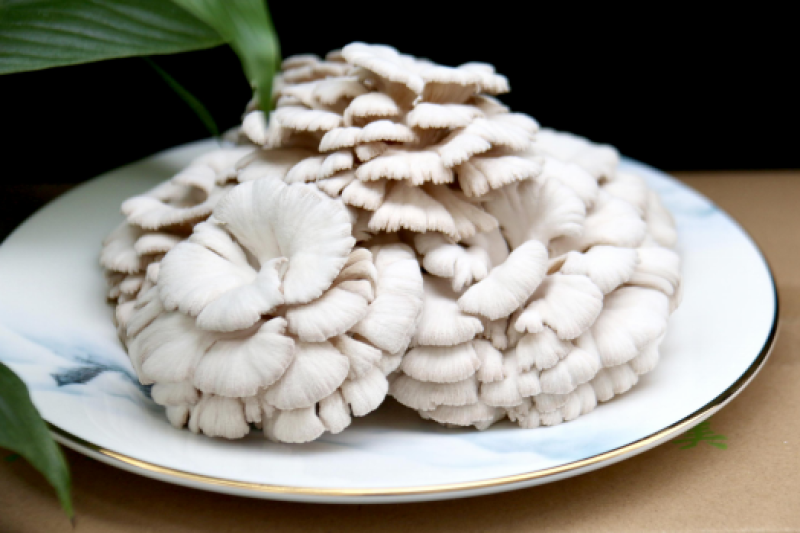 贵州白参菌量大