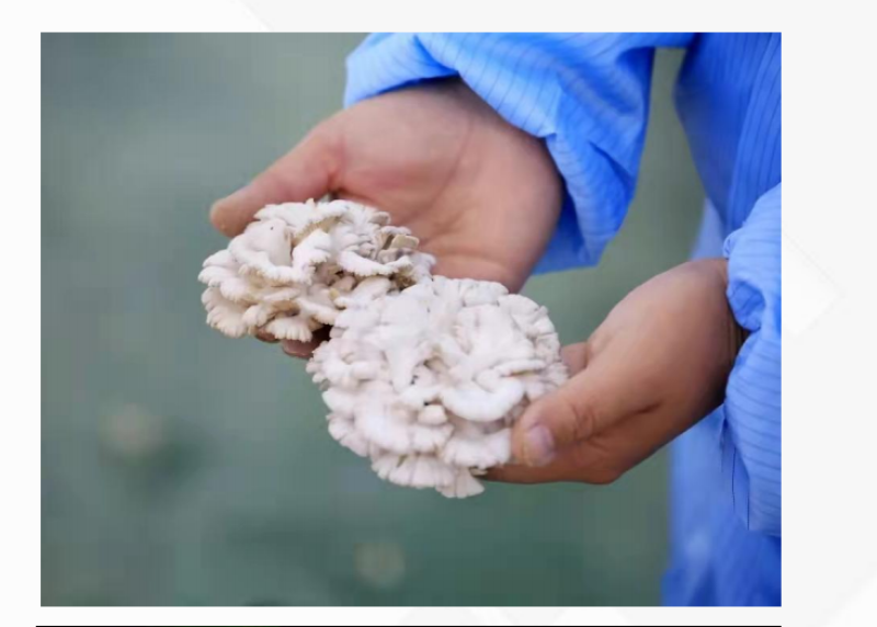 贵州白参菌量大