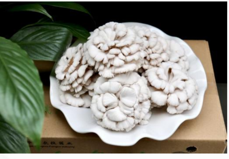 贵州白参菌量大