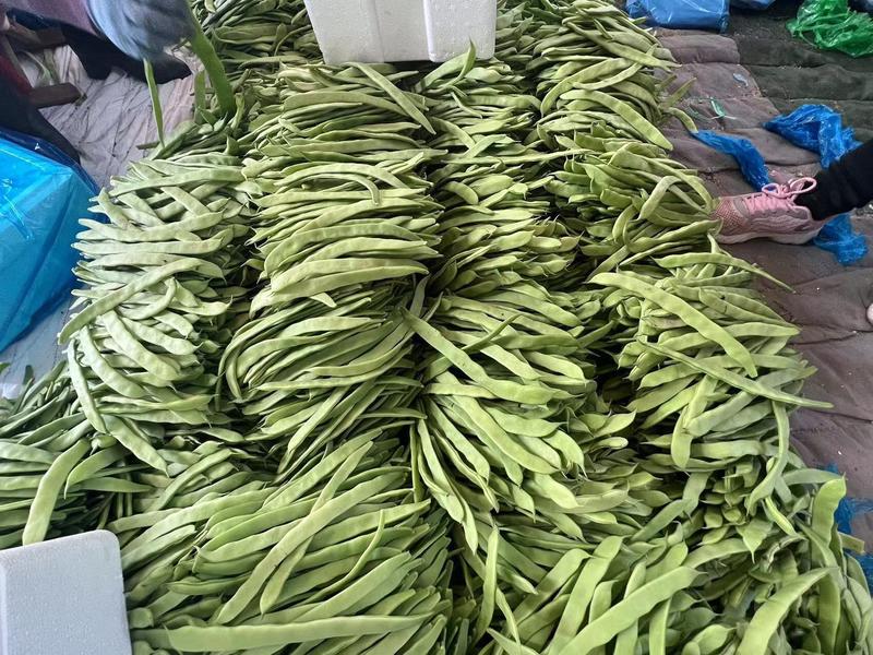 绿扁豆品质优良全国发货产地供货价格实惠